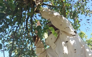 Hvatanje roja pčela - Turčin 06/2022