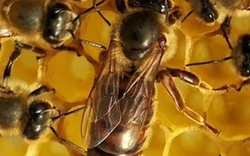 Pomoć pčelarima s područja Općine Sveti Ilija 2023.