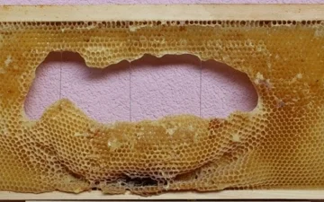 Predavanje dr.sc. Lidija Svečnjak